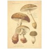 Flax Art Poster | Encyclopedia Mushroom A | FWP-AP-EN5A